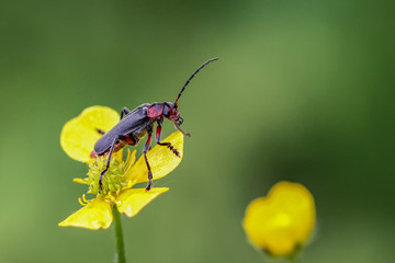 Insect
