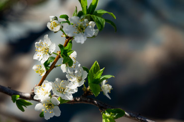Spring flowers. Beautifully blossoming tree branch close up.