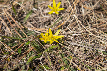 Small yellow flowers on dry grass. The first flowers of spring.