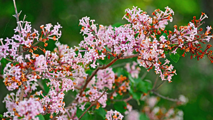 Fumaria flowers blooming in the summer