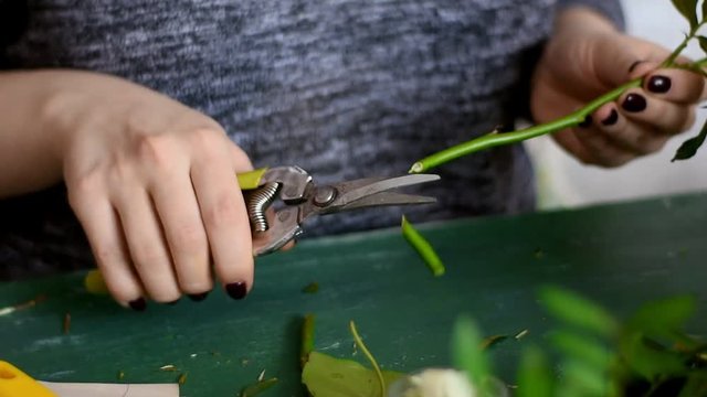 girl cuts the stem of a rose, close-up.