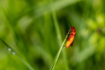Insect