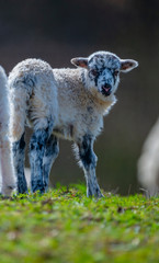 newborn lamb close up on a meadow