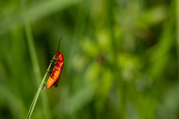 Insect