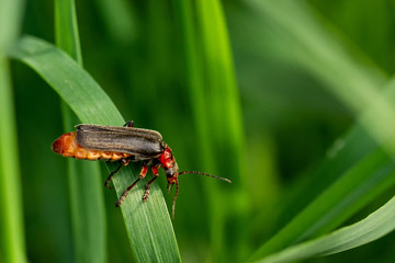 Insect