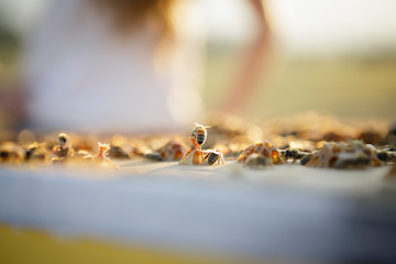 Close up of bees building honeycombs on hive box