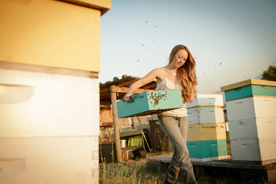 Woman beekeeper carries bee hive box through apiary yard