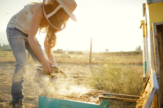Woman beekeeper pours smoke on bee hive in wooden box