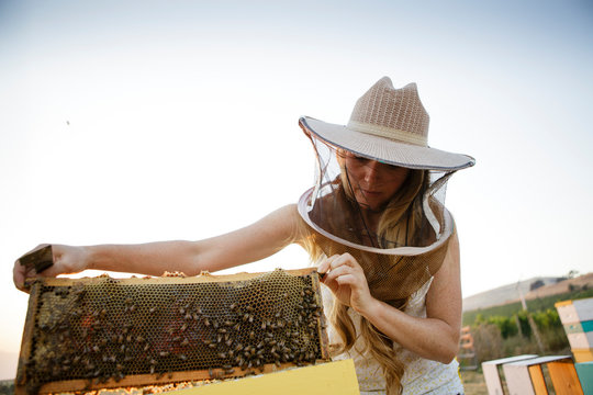 Woman beekeeper inspects honeycomb built on bee hive box frame