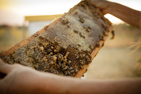 Close up of honeycomb frame and bees from hive box
