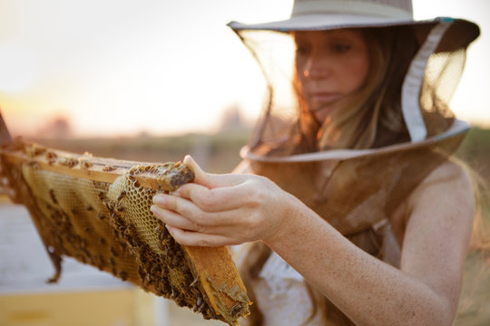 Woman beekeeper looks at honeycomb frame from bee hive box