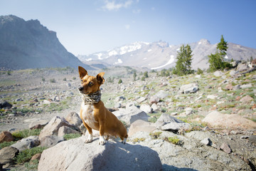 Chihuahua stands on rock by mountains
