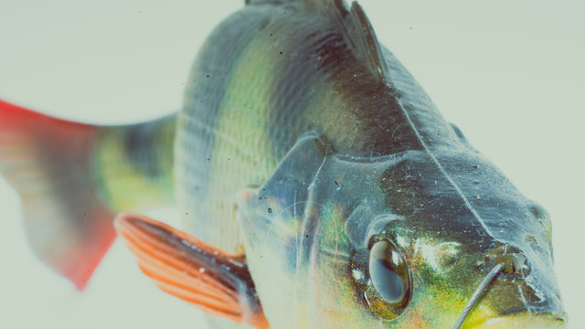 Okoń abbor perch ryba fish fiske