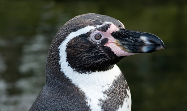 Humboldt penguin isolated