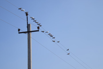 Birds are sitting on wires near the pillar.