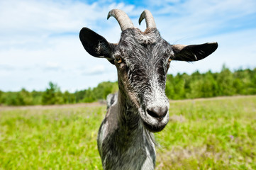 A grey goat in a field, close-up