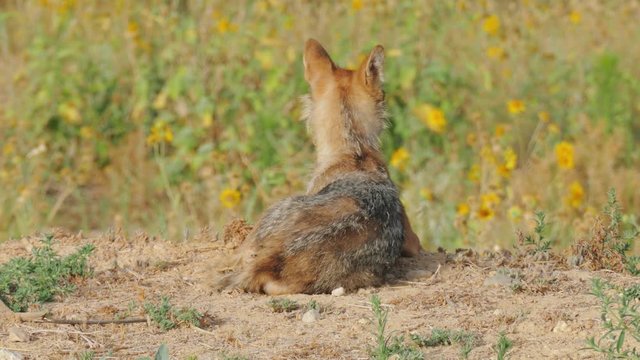 The mature jackal lies with his back to the camera and looks at the left side
