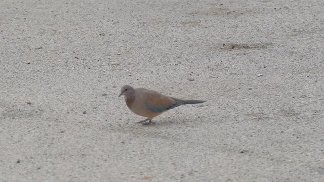 Two ringed turtledove searching food on aphalt