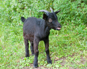 Young black goat