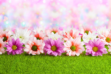 Pink and white flowers on grass and abstract colorful background