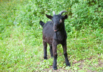 Young black goat on green grass