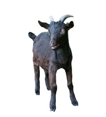 Young black goat, isolated on white background