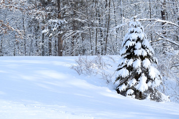 Snow on a tree