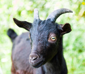 Young black goat