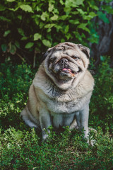 Obraz premium a pug dog sitting on the grass in a sun beam