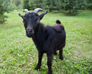 Obraz na płótnie Canvas Young funny black goat on green grass