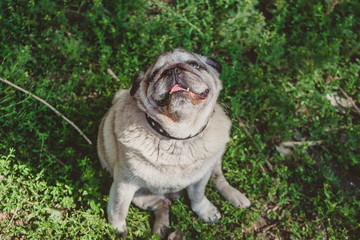 a pug dog is looking up while sitting on the grass