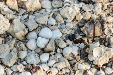 Conchas en la playa
