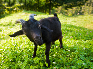 Young funny black goat on green grass