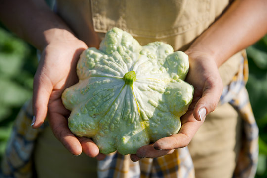 Close up of hands holding pattypan squash