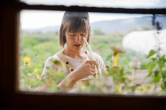 Woman picking garlic in front of window