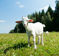 A young goat grazing in a meadow