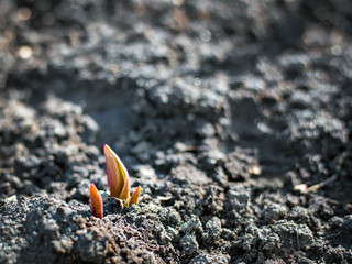 Young sprouts of a garden tulip growing from soil in flower bed. Ecology conception