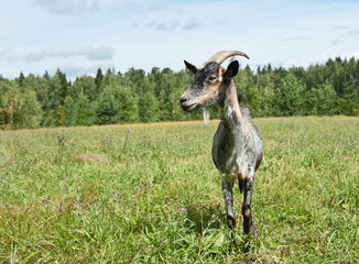 A grey goat in a field near a forest