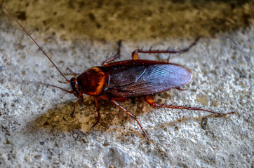 cockroach