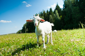 Obraz premium A young goat grazing in a meadow