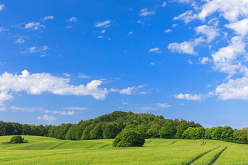 Blauer Himmel mit weißen Wolken über Gerstenfeld im Frühling in der Holsteinischen Schweiz
