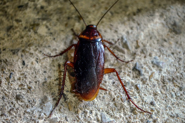 cockroach
