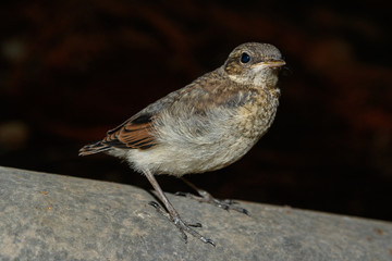 Wheatear (Oenanthe oenanthe).