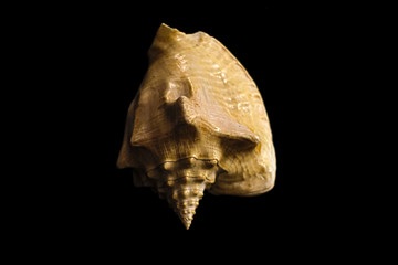 Twisted conch on a black background