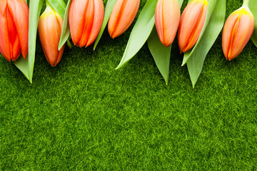 Red tulips on the lawn