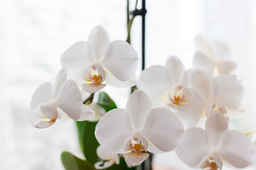 Naklejka na ściany i meble White orchid isolated on white blurred background. Soft lovely flowers are seen in an artistic composition, Phalaenopsis flower, place for text