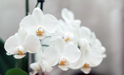Fototapeta na wymiar White orchid isolated on blurred background. Soft lovely flowers are seen in an artistic composition, Phalaenopsis flower, place for text