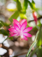 Schlumbergera. The cactus Decembrist beautiful pink blooms.