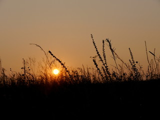Sunset in meadow