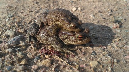 Frog